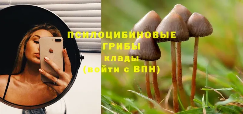 цена наркотик  Городовиковск  Псилоцибиновые грибы Cubensis 